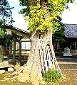 根元の幹は空洞化で柵で覆う。09.11.20.
