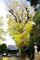 上部のみは黄葉過ぎ舞い散る。09.11.20.