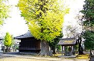 どっしりと構えた大銀杏と脇の神楽殿と石碑の水神宮。09.11.20.