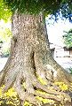 幹回り5mの無傷の根元。09.11.20.