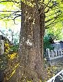 車道脇なのに無傷の幹。09.12.02.