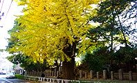 歩道にデンとそびえたつ大銀杏。09.12.02.