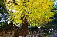 歩道にはみ出した大銀杏。09.12.02.