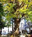 注連縄で飾られた御神木の大銀杏。09.12.02.