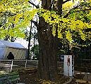 境内幼稚園前の雌株の大銀杏。09.12.02.