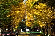 ドライバーの休息所の三宿住宅銀杏並木。09.11.26.