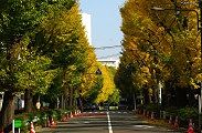 防衛省東山宿舎銀杏並木。09.11.26.