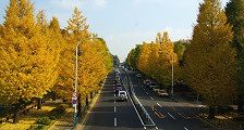 駒沢オリンピック公園の駒沢通り。09.11.26.