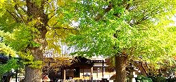 本堂前に悠然と立つ大銀杏。09.11.26.
