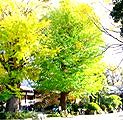 黄葉しはじめた雌株。09.11.26.