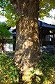 安定感醸し出す幹。09.11.26.