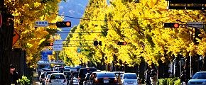 御陵へと横断する人々。'12.11.18.