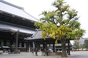 平成の改修を終えた御影堂。09.12.06.