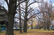 烏丸緑地はイチョウ早くも散る。09.12.06.