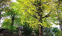 nipori-suwa.jpg(12996 byte)