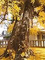 すくっと伸びる阿弥陀堂前銀杏。09.12.06.