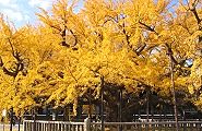 枝を横へ伸ばす樹形。09.12.06.