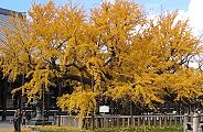 大修復が終わった御影堂の大屋根をバックに。09.12.06.