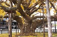 安定感ある大幹。09.12.06.