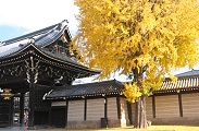 見事なイチョウも古木に遠慮がち。09.12.06.