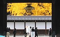 総門から望む御影堂門内の大銀杏。09.12.06.