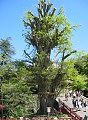 樹勢考えた緻密な剪定が施されている。'06.04.21.