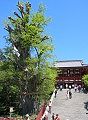 古木のこの若々しく伸びる枝。'06.04.21.