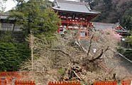 樹形や枝ぶり整っていたのに残念。中日新聞より。'10.03.10.
