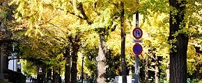 イギリス七番館前歩道。'12.11.22.