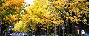 ホテル前のイチョウ並木。'12.11.22.