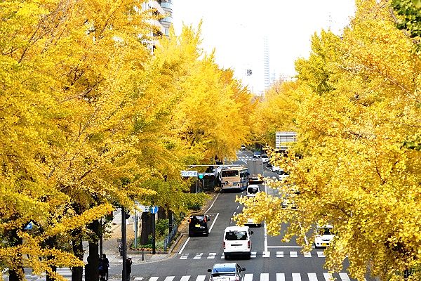 山下公園と人形の家を繋ぐポーリン橋から望む銀杏並木。'12.11.22.