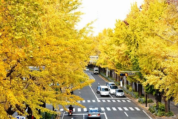 黄葉前の銀杏が混じる並木。'12.11.22.