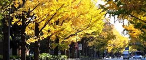 ホテルモントレ前。'12.11.22.