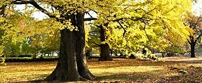 幹を真直ぐ伸ばす大銀杏。'12.11.22.