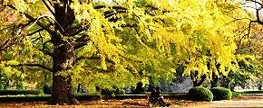 ゆったりと揺れる枝。'12.11.22.