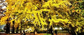 枝が地表を覆い隠す。'12.11.22.