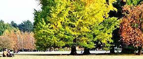 入園者も芝生に座り銀杏愛でむ。'12.11.22.