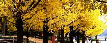 ラウンジ脇の銀杏。'14.11.30.