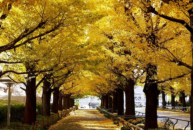 '14.11.30.左側道の銀杏。