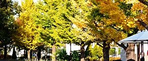 円形芝生広場。'12.11.24.