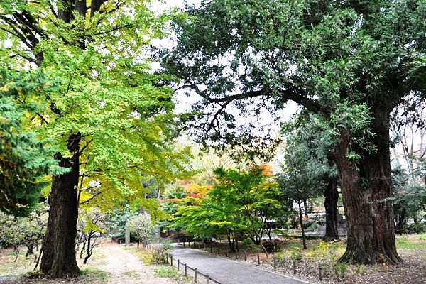 中品堂前の大カヤ。'12.11.22.