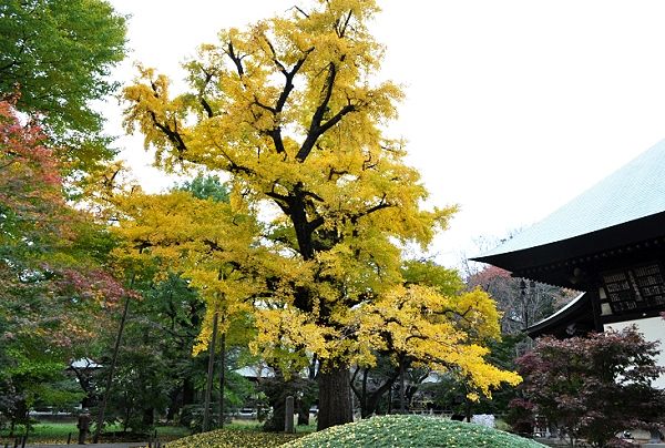 天然記念物の見事に黄葉した大銀杏。'12.11.22.