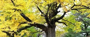 天然記念物の黄葉した大銀杏。'12.11.22.