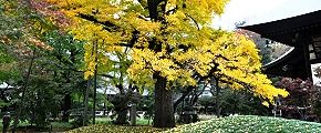 天然記念物の大銀杏。'12.11.22.