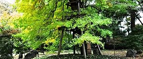 まだ青々した大銀杏。'12.11.22.