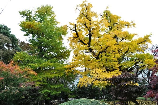 本堂脇の黄葉の銀杏。'12.11.22.