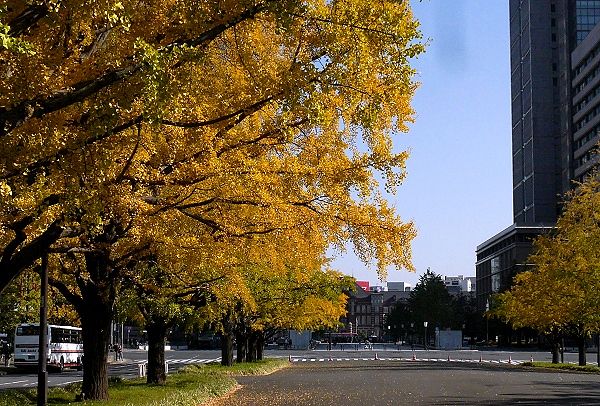 行幸通りのイチョウ並木。'13.11.16.