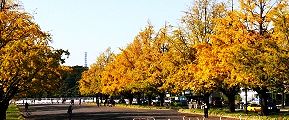 内堀通りの向こうに皇居。'13.11.16.