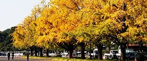 和田倉濠から内堀通り。'13.11.16.