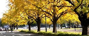 樹齢は90年のイチョウ。'13.11.16.